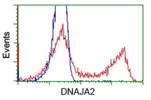 Monoclonal Mouse anti-Human DNAJA2 Antibody (clone OTI2A2, IHC, IF, WB)