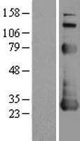 NOL3 / ARC Protein (Over-Expression Lysate Myc-DDK (Flag))