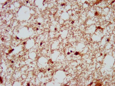 DSCAM Antibody