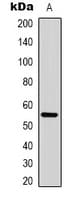 CCNB1 / Cyclin B1 Antibody