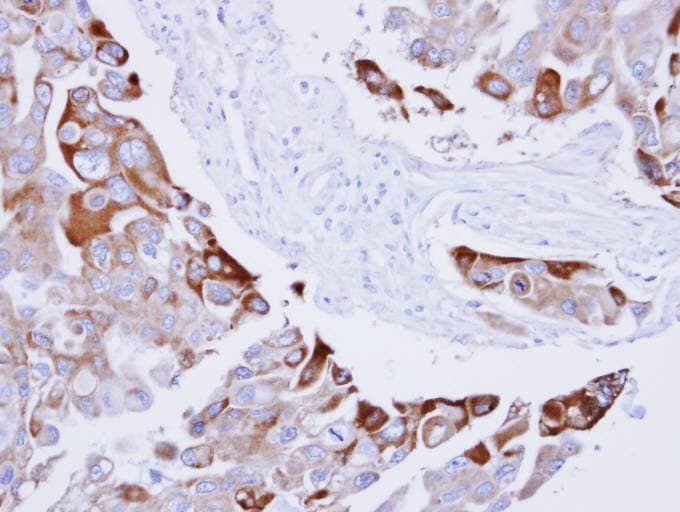 RAC1 Antibody (aa1-196)