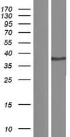 Human CD200 Protein (Over-Expression Lysate Myc-DDK (Flag))