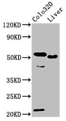 OLFM4 / Olfactomedin 4 Antibody