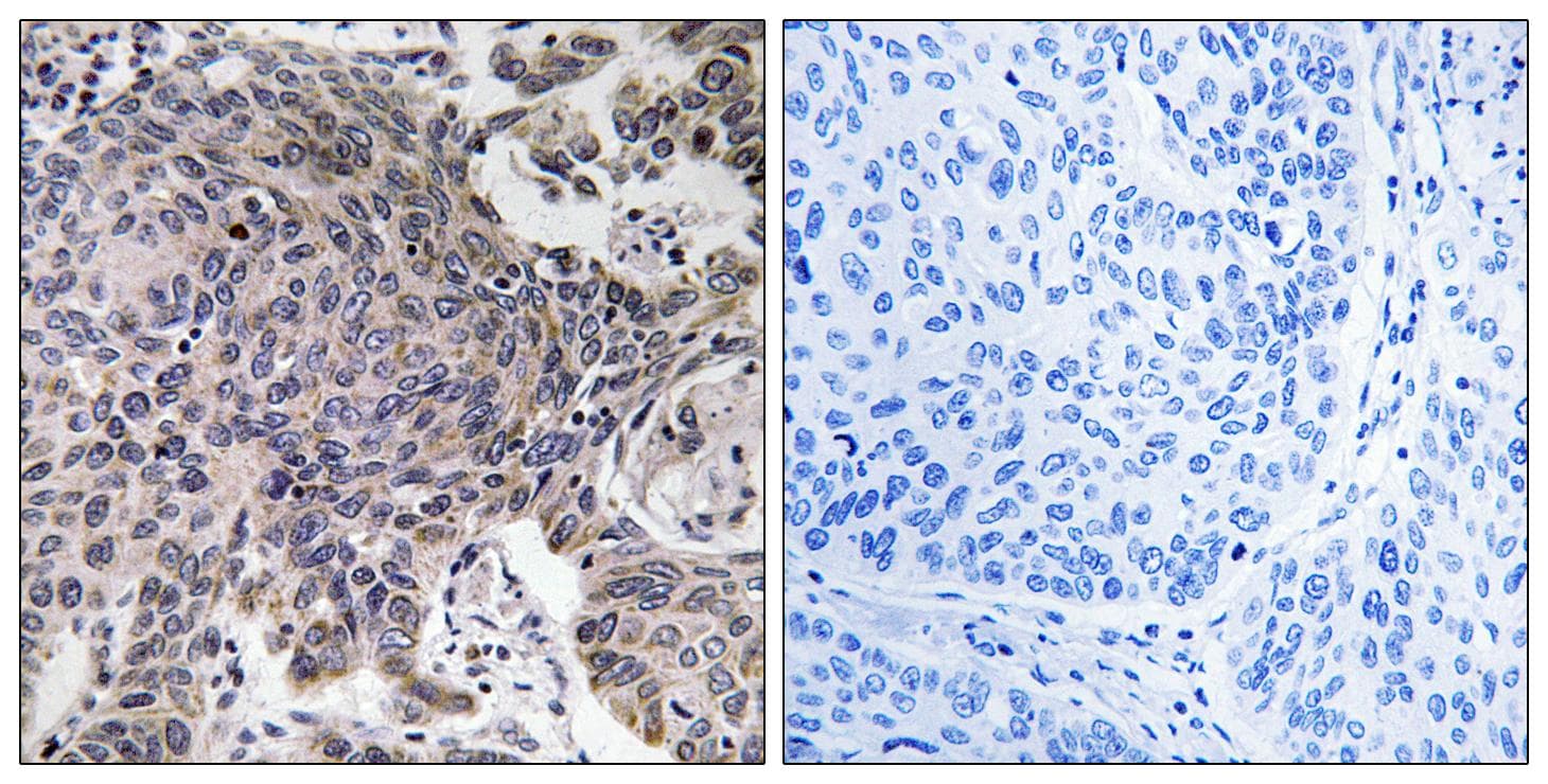 Polyclonal Rabbit anti-Human MRPL54 Antibody (IHC, WB)