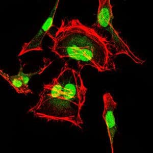 Monoclonal Mouse anti-Human CDK2 Antibody (clone 1A6, IHC, IF, WB)