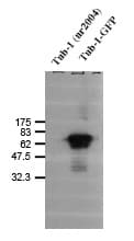 TUB / Tubby Antibody (aa160-421)