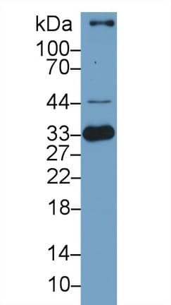HMOX1 / HO-1 Antibody (aa61-172, APC)