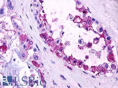 PathPlus™ Polyclonal Rabbit anti-Human S1PR1 / EDG1 / S1P1 Antibody (C-Terminus, IHC)