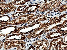 ILVBL Antibody (clone OTI8A12)