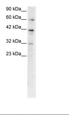 E2F4 Antibody (C-Terminus)