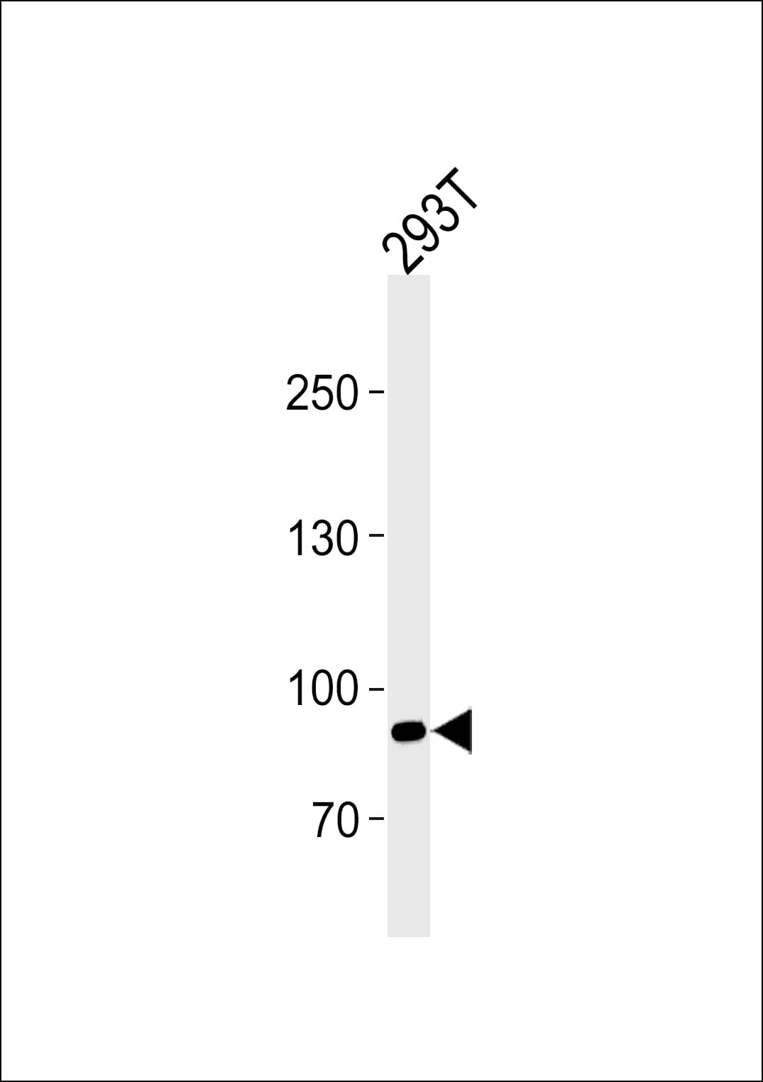 SIM1 Antibody (aa1-30)