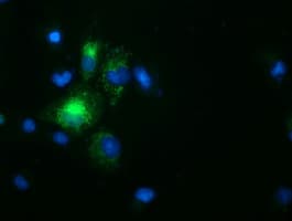 Paraplegin / SPG7 Antibody (aa300-573, clone OTI3E8, Carrier-free)