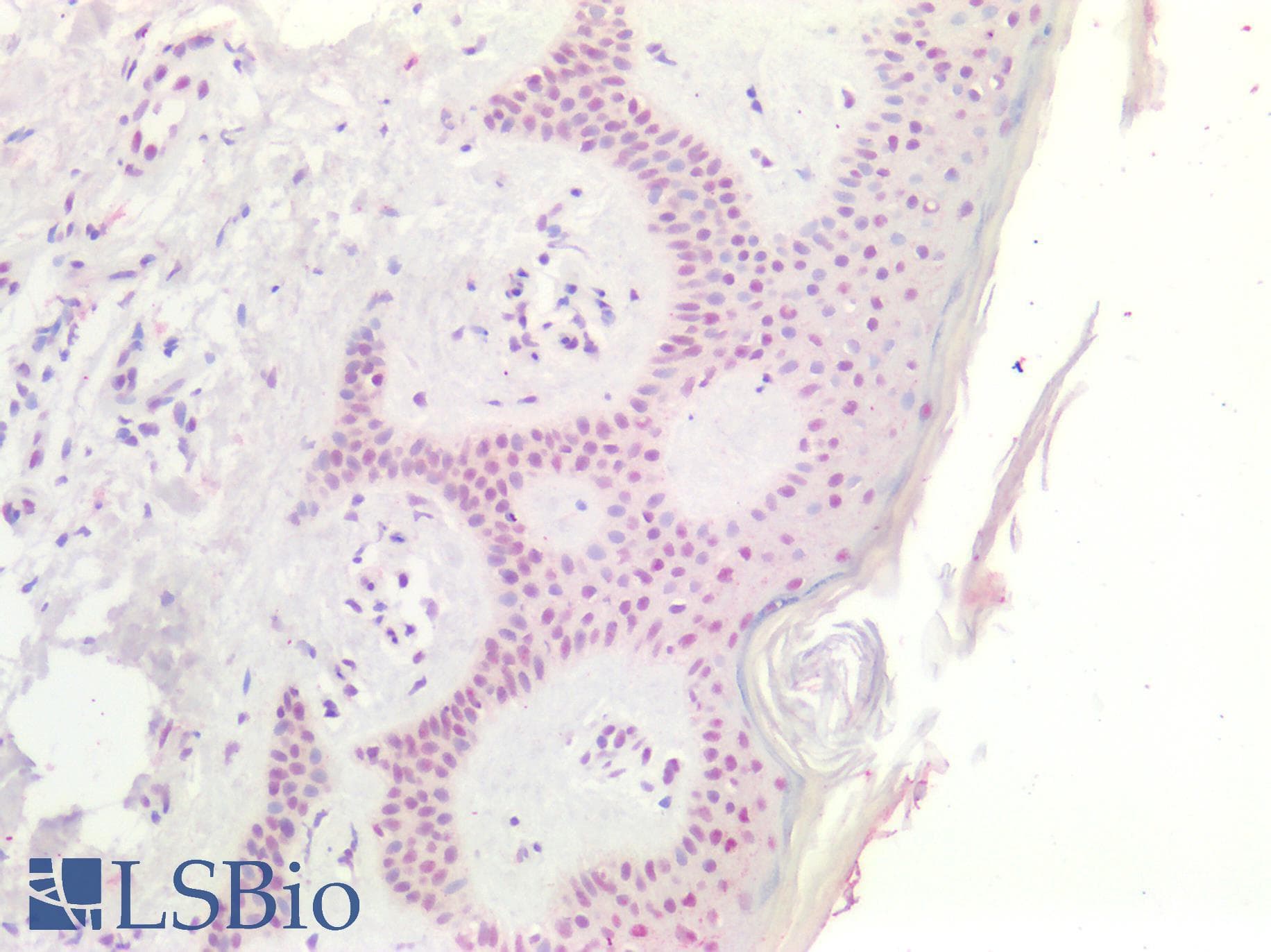 PathPlus™ SMAD3 Antibody