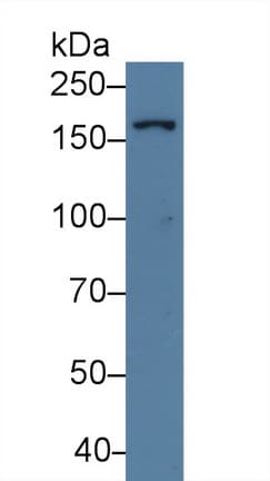 UGGT1 / UGGT Antibody (aa1221-1536)
