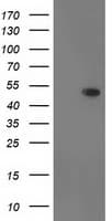 DOK2 Antibody (clone OTI2D10)