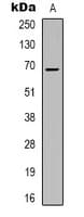 Polyclonal Rabbit anti-Human ZNF668 Antibody (Internal, IHC, IF, WB)