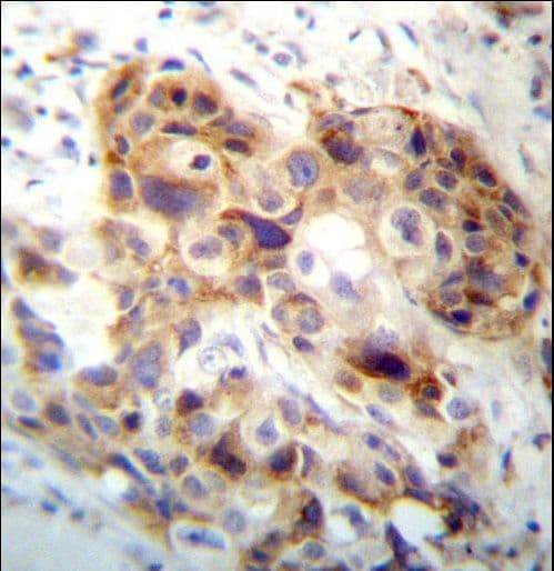 Polyclonal Rabbit anti-Human PI15 Antibody (aa34-63, IHC, WB)