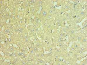 NAMPT / Visfatin Antibody (aa1-280)