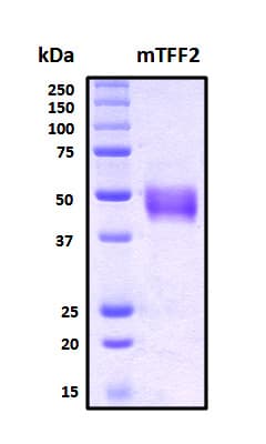 Mouse TFF2 / SP Protein (Recombinant 6His, N-terminus + Mouse IgG Fc, C-terminus)