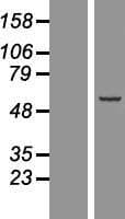 EXOC4 / SEC8 Protein (Over-Expression Lysate Myc-DDK (Flag))