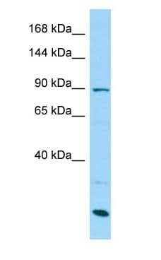 SCUBE3 Antibody (aa159-208)
