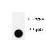 PDX1 Antibody (phospho-Thr11)