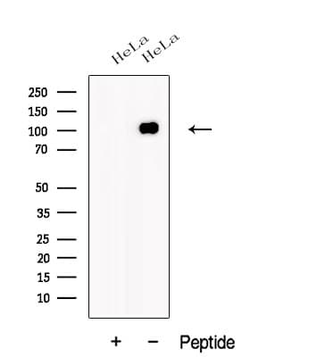 Polyclonal Rabbit anti-Human JEAP / AMOTL1 Antibody (WB)