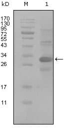 IHC-plus™ ALCAM / CD166 Antibody (clone 3F8B12)