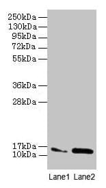 MMGT1 Antibody (aa66-131)