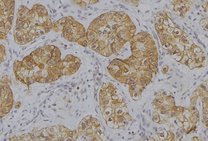 HSPA7 Antibody