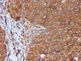 PDIA4 / ERP72 Antibody (clone OTI2B9)