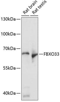 FBX33 / FBXO33 Antibody