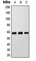 CYP8B1 Antibody (Internal)