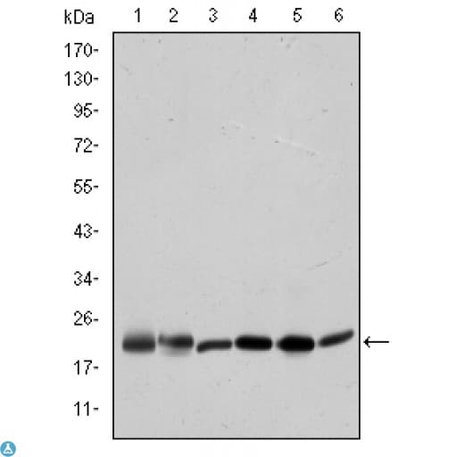 BID Antibody