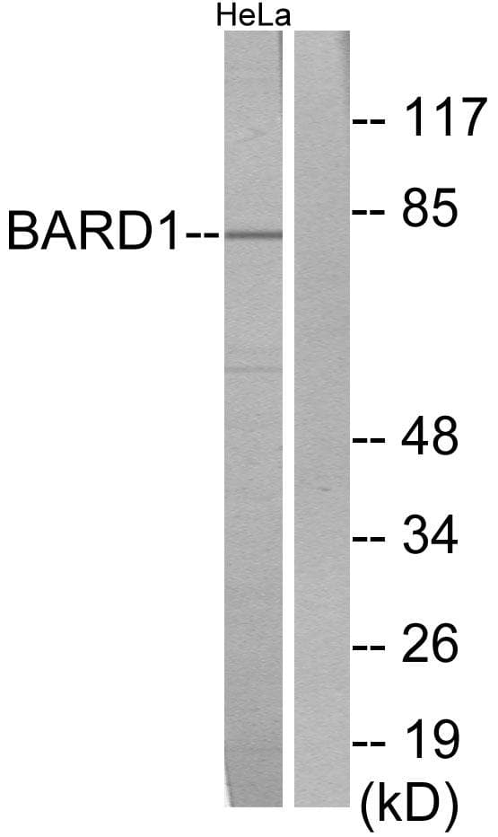 BARD1 Antibody