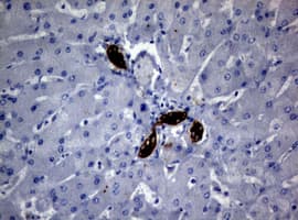 BNIP1 Antibody (clone OTI2G8)