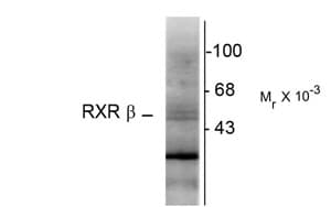IHC-plus™ RXRB Antibody (Hinge Peptide)