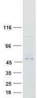 Human AZI2 / NAP1 Protein (Recombinant Myc-DDK (Flag))