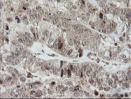 HCFC2 Antibody (clone OTI5H9)