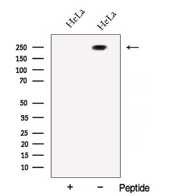 ATG2B Antibody
