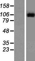 LGR6 Protein (Over-Expression Lysate Myc-DDK (Flag))