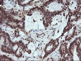 FATE1 Antibody (clone OTI1A1)