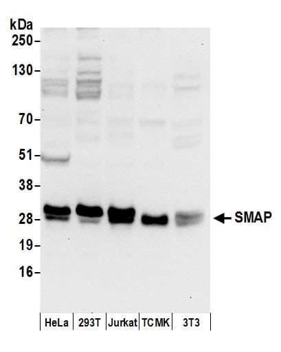 C11orf58 Antibody (aa125-175)