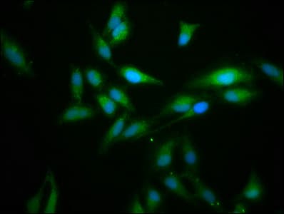 FLII / FLI Antibody