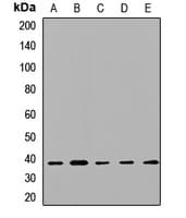 STX2 / Syntaxin 2 Antibody