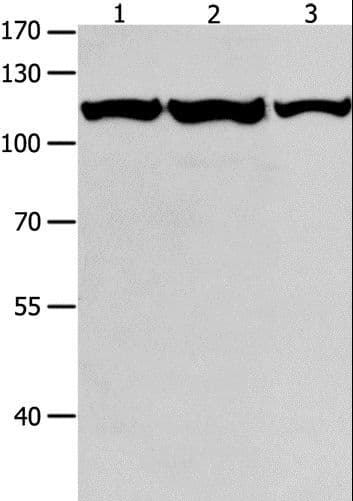 MCM3 Antibody