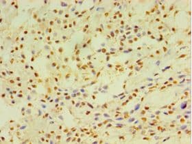 CYP2J2 Antibody (aa328-502)