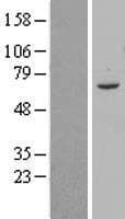 ARMC8 Protein (Over-Expression Lysate Myc-DDK (Flag))