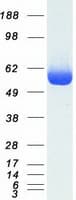 Human LAP3 Protein (Recombinant Myc-DDK (Flag))