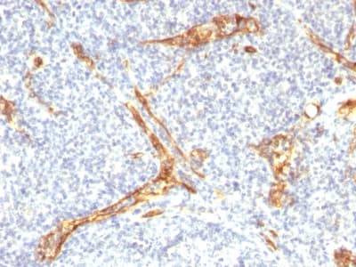 CD34 Antibody (clone HPCA1/2598R, Azide-free, Carrier-free)
